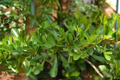 Crescentia cujete